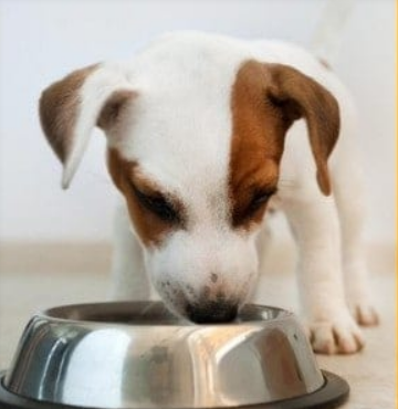 pet tech australia reviews